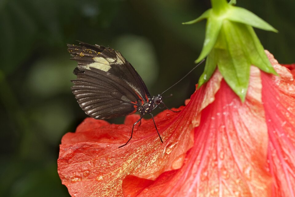 Insect close up probe
