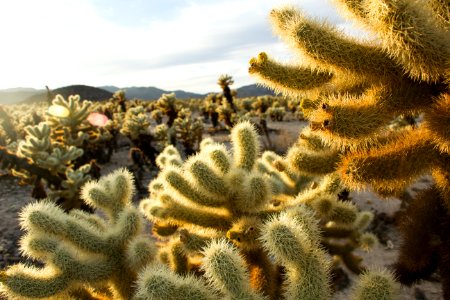 Teddybear cholla (Cylindropuntia bigelovii); Cholla Cactus Garden