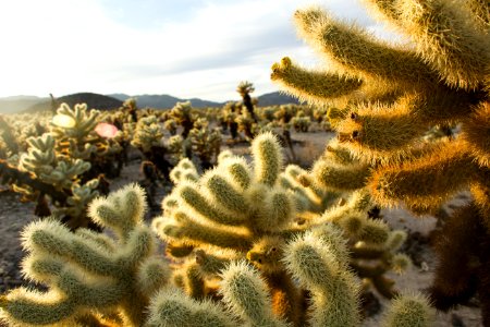 Teddybear cholla (Cylindropuntia bigelovii); Cholla Cactus Garden photo