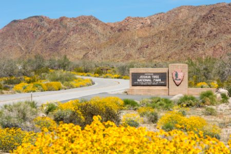 Brittlebush blooming at the South EntranceLupine, poppies, and brittlebush blooming near Bajada Nature TrailChia, desert dandelion, and brittlebush blooming in Cottonwood Canyon; 3/24/17