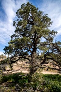 Pinyon pines at Black Rock