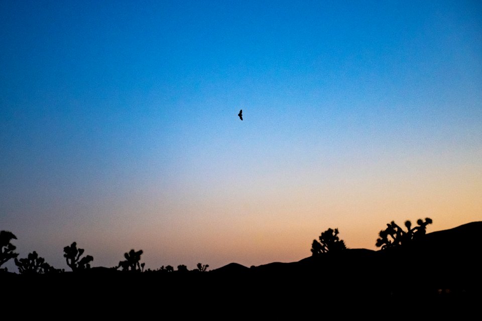 Bats over Queen Valley