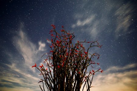Blooming Ocotillo at Night photo