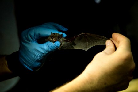 Identifying Bat Species photo