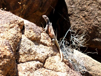 Chuckwalla (Sauromalus ater) along the Fortynine Palms Trail photo
