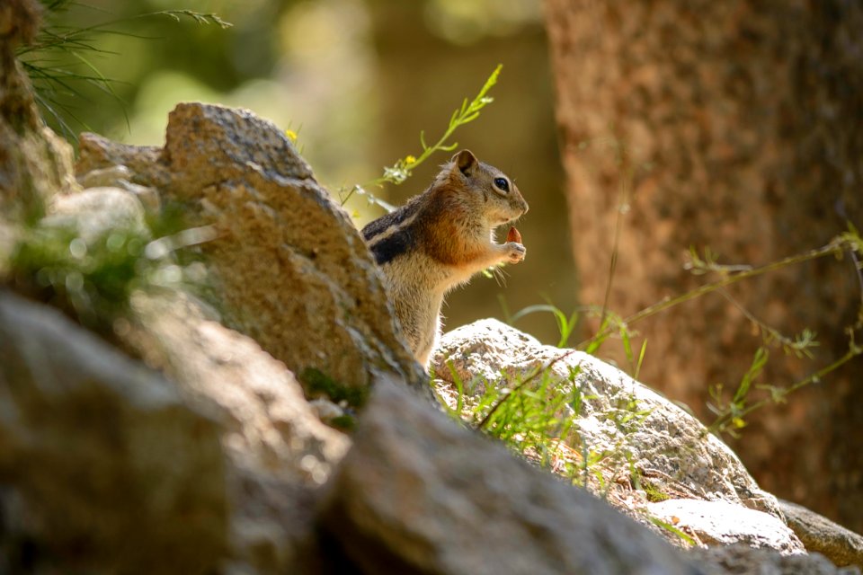 Rotund Golden Ground Squirrel