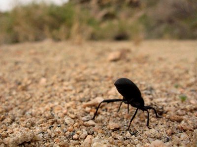 Pinacate beetle (Eleodes sp.) in Quail Wash
