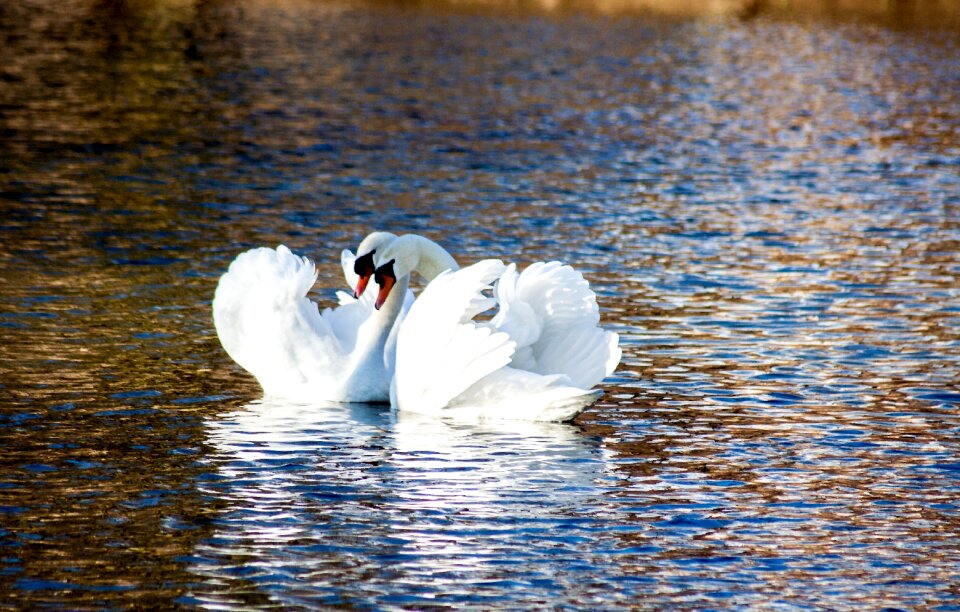 Romantic bird water