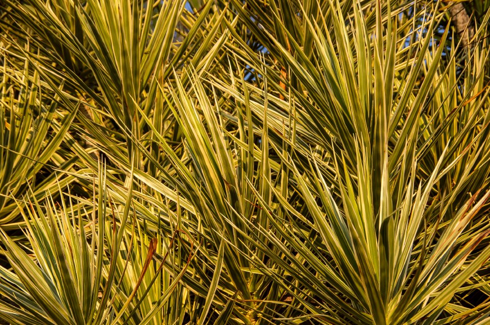 Variegated leaves garden