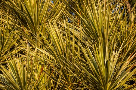 Variegated leaves garden