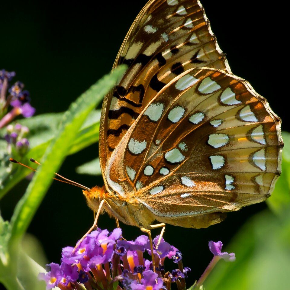 Flower nectar wings
