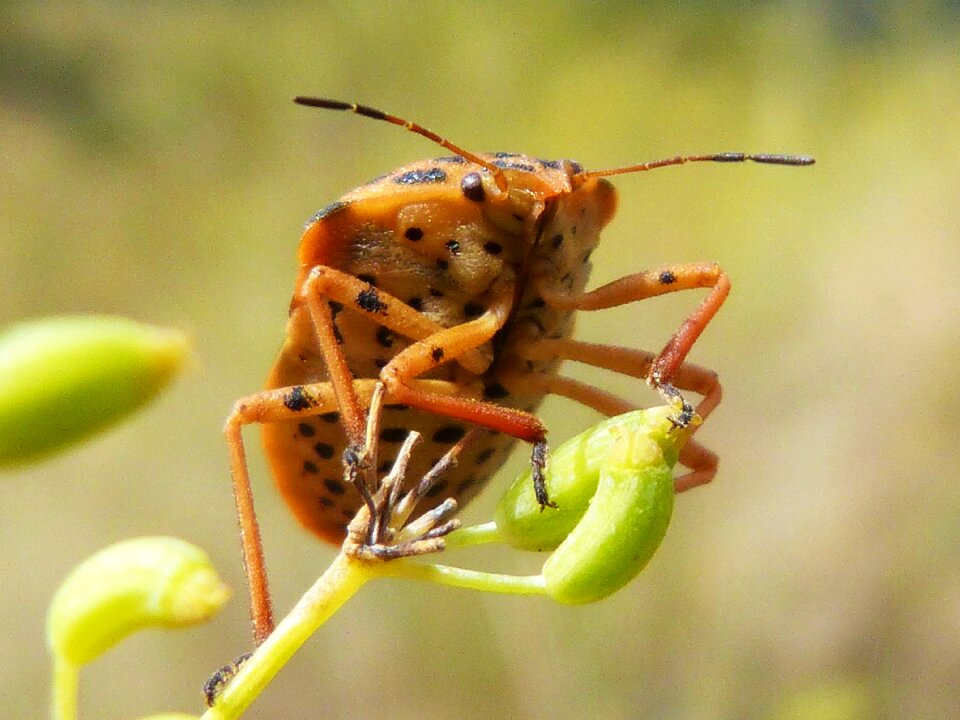 Beetle seed nature
