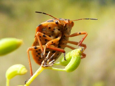 Beetle seed nature
