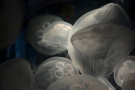 Water animal transparent
