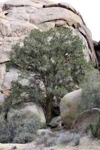 Single-leaf pine (Pinus monophylla); Split Rock Loop Trail