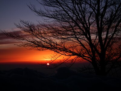 Sunset sky branch