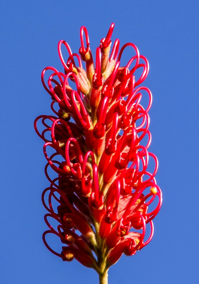 Native pink red