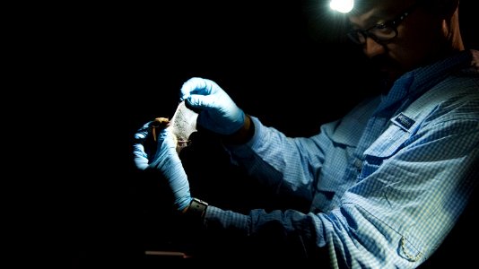 Researcher asses a bat at the Bat Blitz 2018 photo