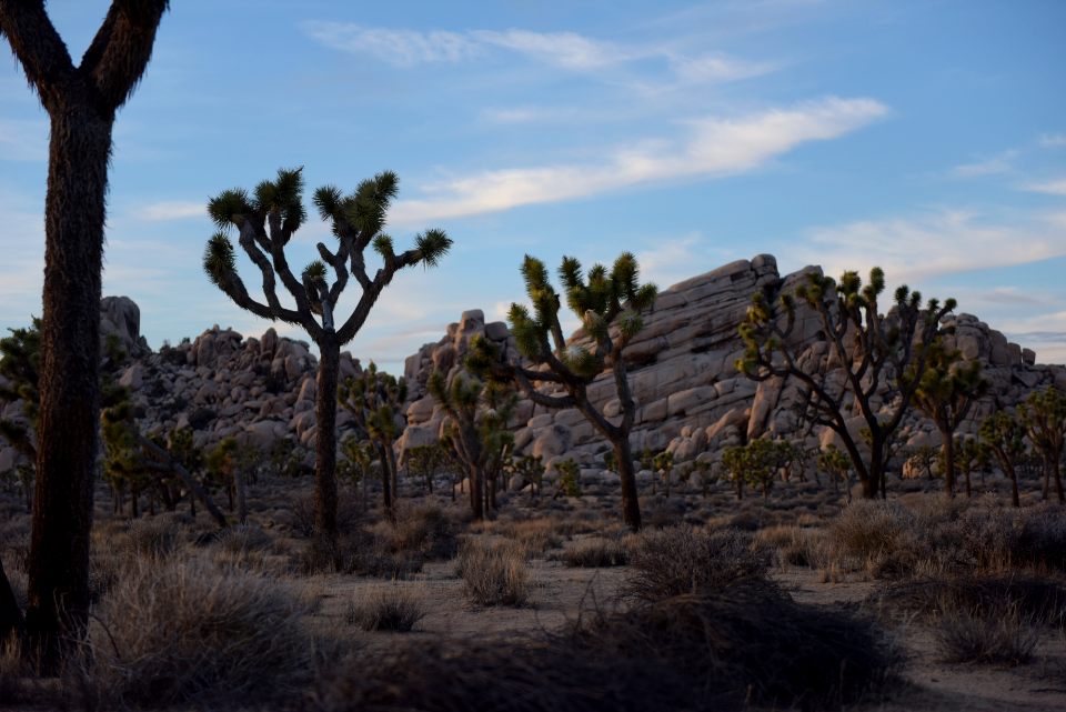 Joshua tree landscape with rock boulders