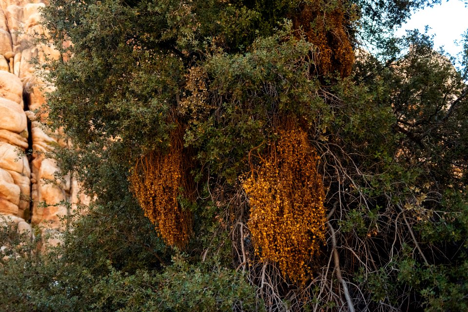 Dodder on vegetation near Willow Hole