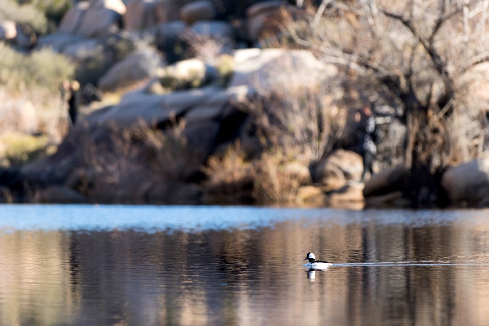 Bufflehead (Bucephala albeola) at Barker Dam; 3/8/17