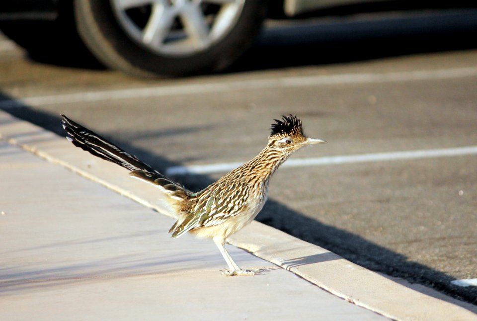 Greater roadrunner (Geococcyx californianus)