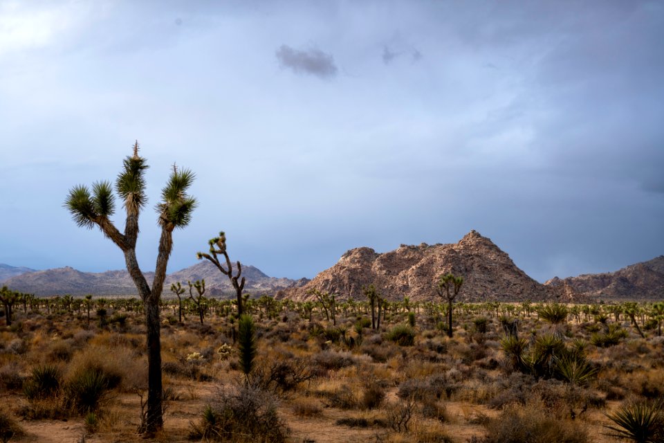 Joshua trees and boulder piles near Boy Scout Trail