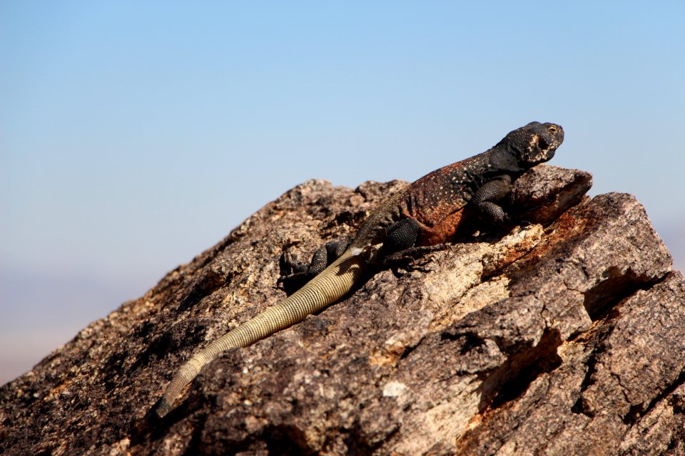 Male Common Chuckwalla