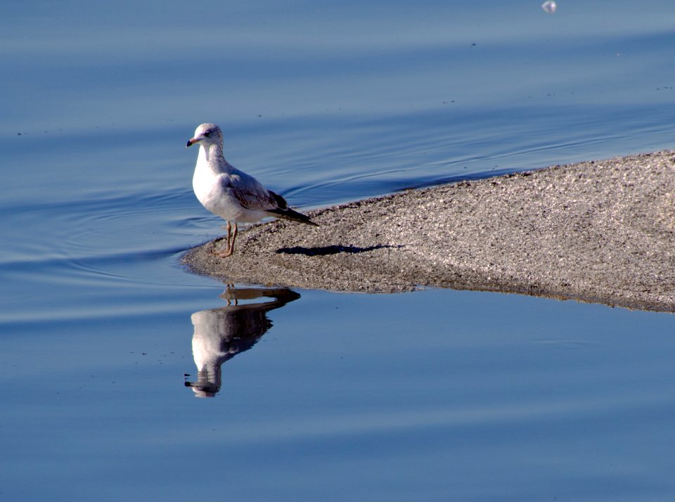 Gull at Barker Dam