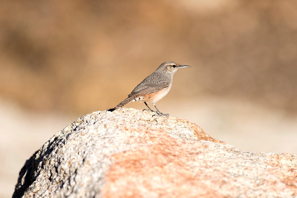 Rock wren (Salpinctes obsoletus)