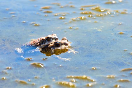 Red Spotted Toads photo