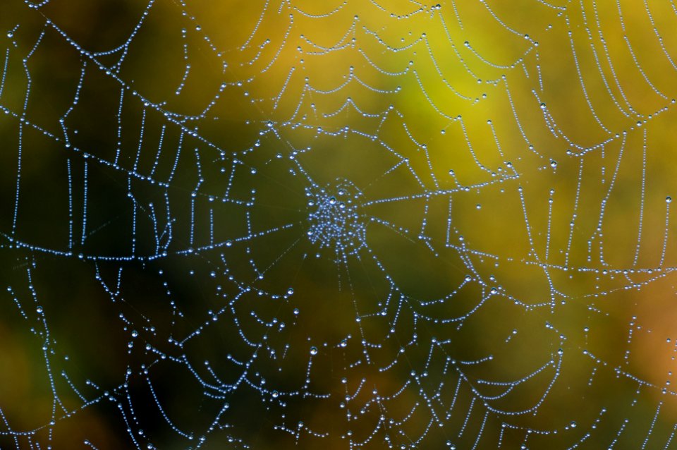 Theklas Herbstwerk