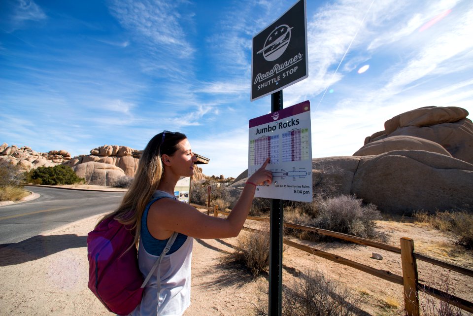 Checking the Roadrunner Shuttle Schedule at Jumbo Rocks