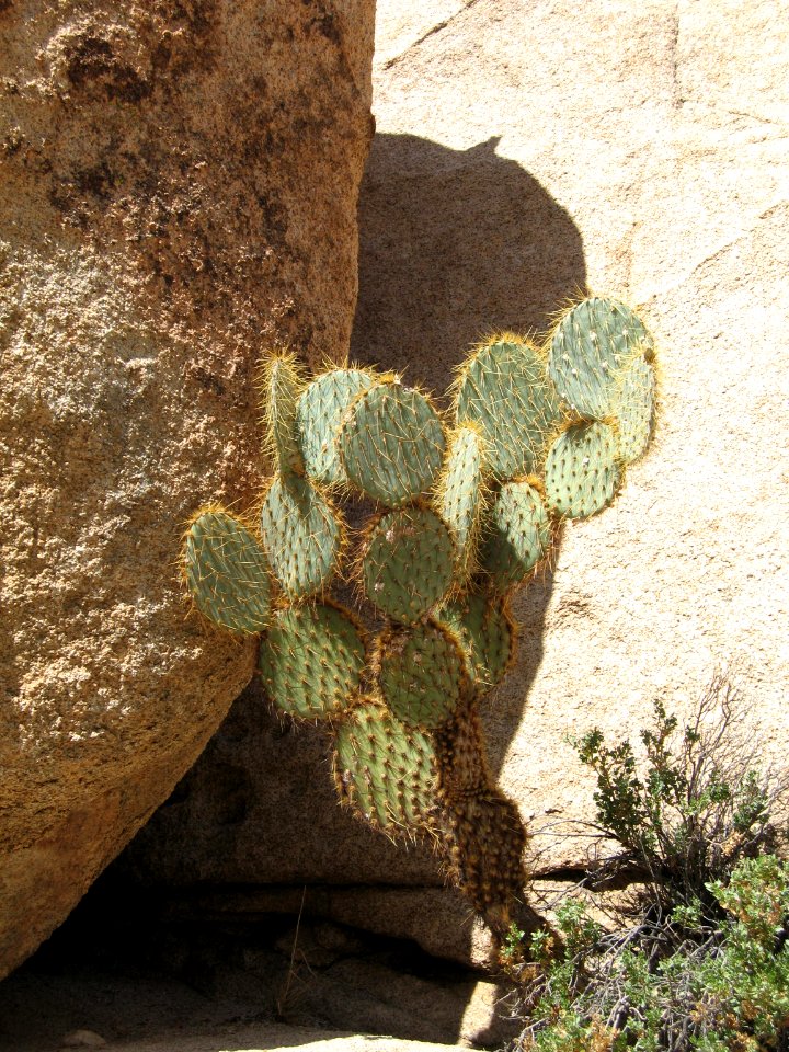 Opuntia chlorotica, Barker Dam Trail