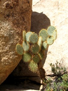 Opuntia chlorotica, Barker Dam Trail photo