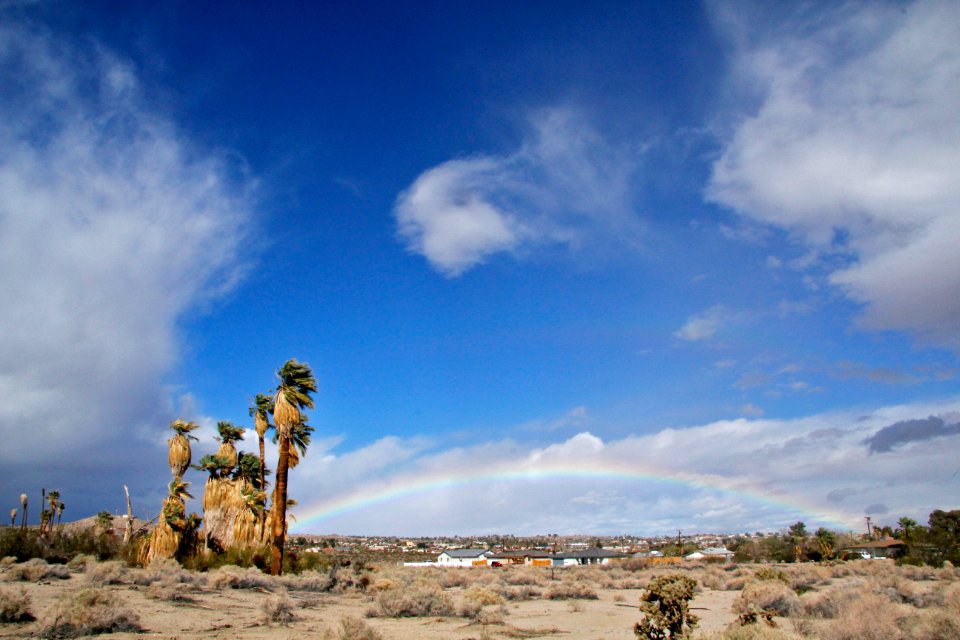 California fan palm (Washingtonia filifera); Oasis of Mara
