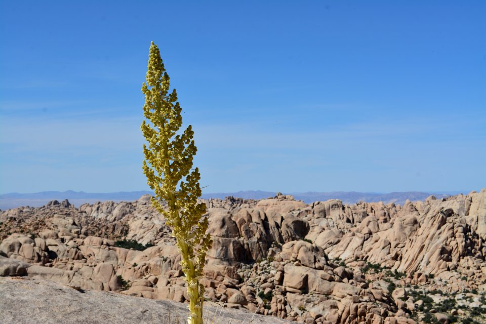 Flowering Nolina in the Wonderland of Rocks