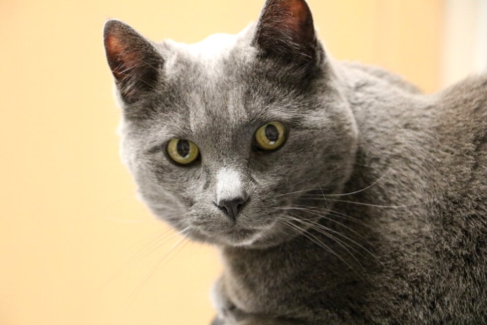 Feline domestic short hair animal pet