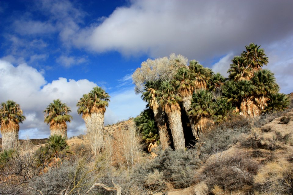 Cottonwood Spring