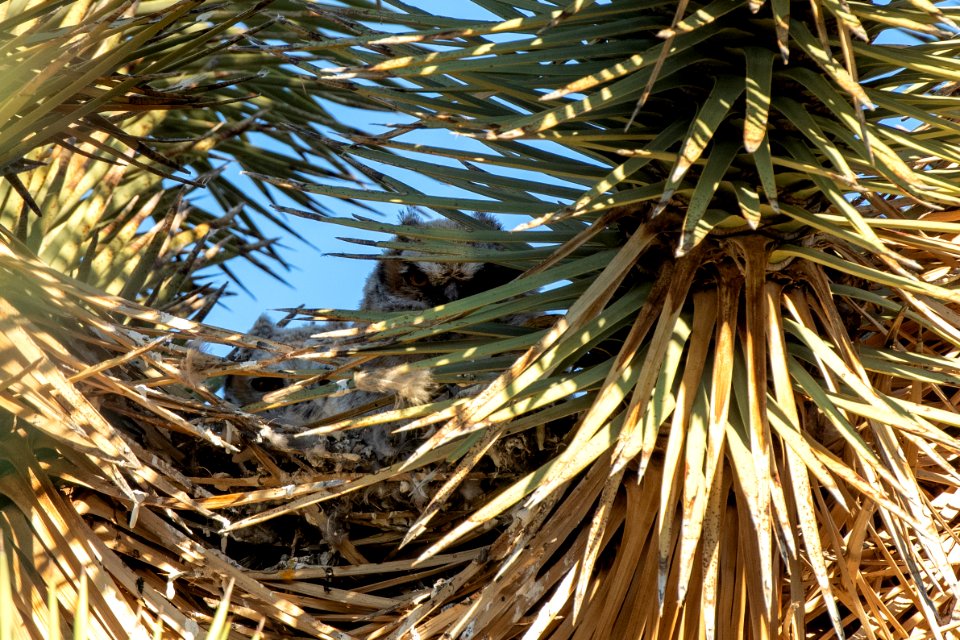 Great Horned Owl Young