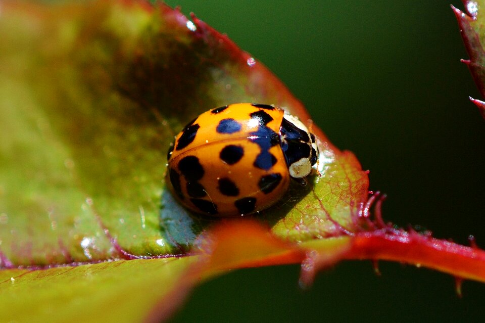 Beetle nature macro