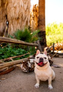 Bark Ranger on the Oasis of Mara Trail