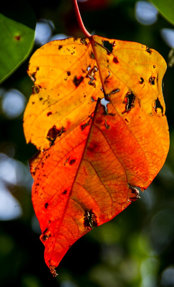 Tree orange old
