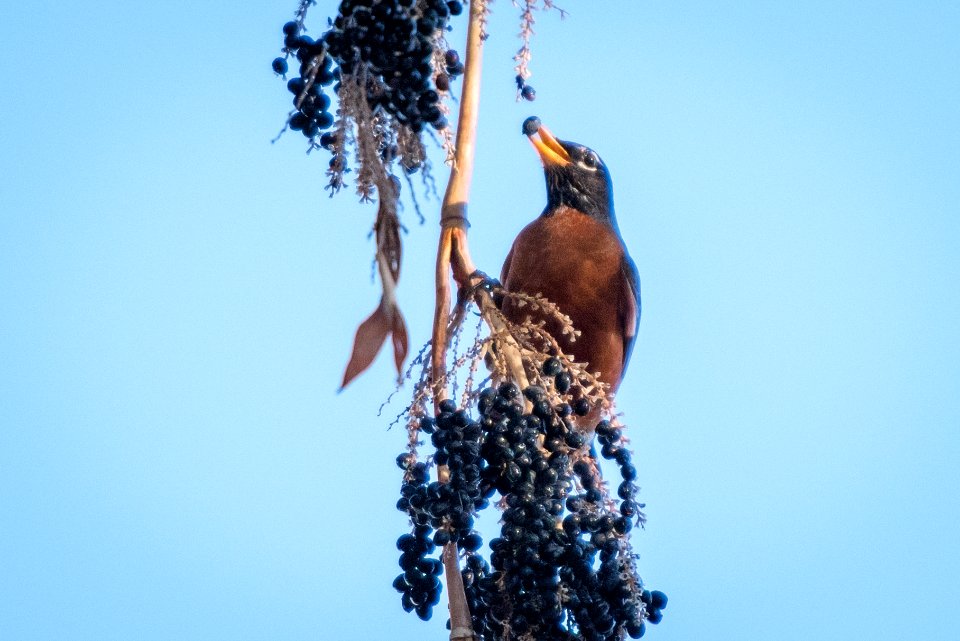 American Robin (Turdus migratorius) eating palm fruit