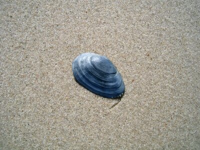 Sand beach seashell shellfish