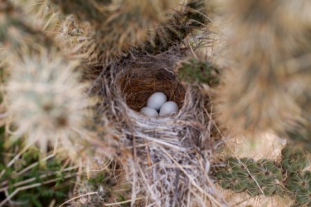 Sparrow nestlings in cholla nest photo