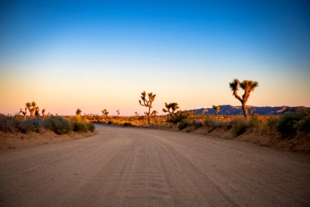 Joshua trees along Geology Tour Road at sunset photo