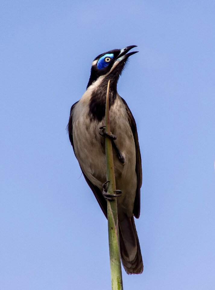 Honeyeater olive white