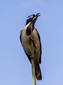 Honeyeater olive white photo