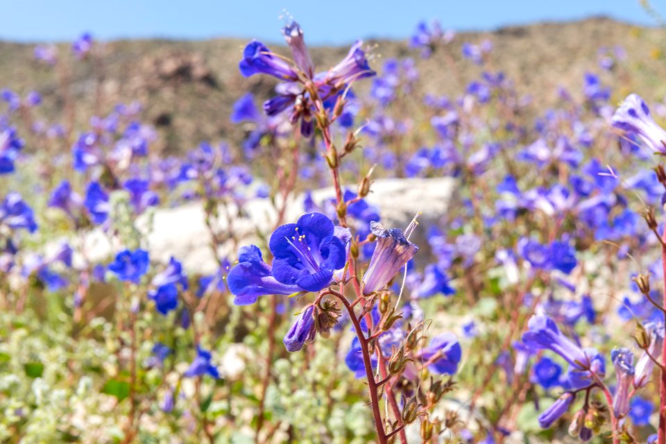 California bluebell (Phacelia campanularia) in the Cottonwood area